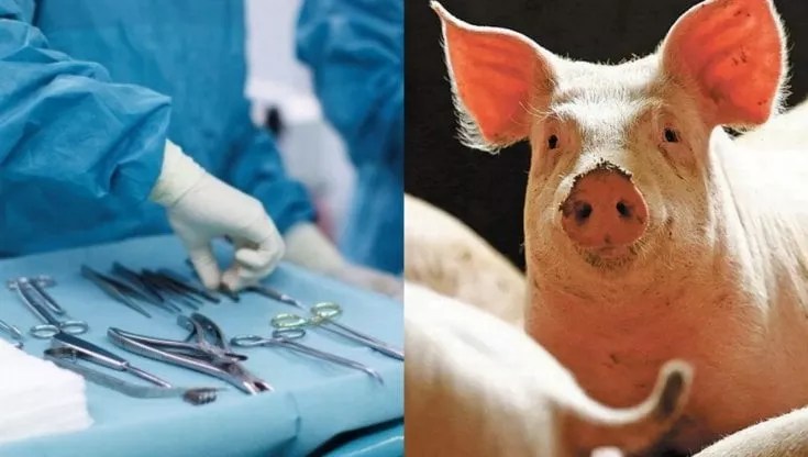 Xenotrapianti: soluzione alla carenza di organi&nbsp;umani?